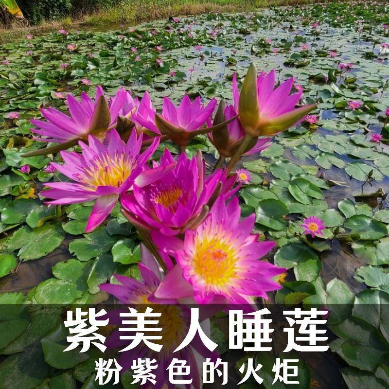 鲁比睡莲带花苞紫美人四季开花水生水培观赏植物庭院池塘盆栽荷花