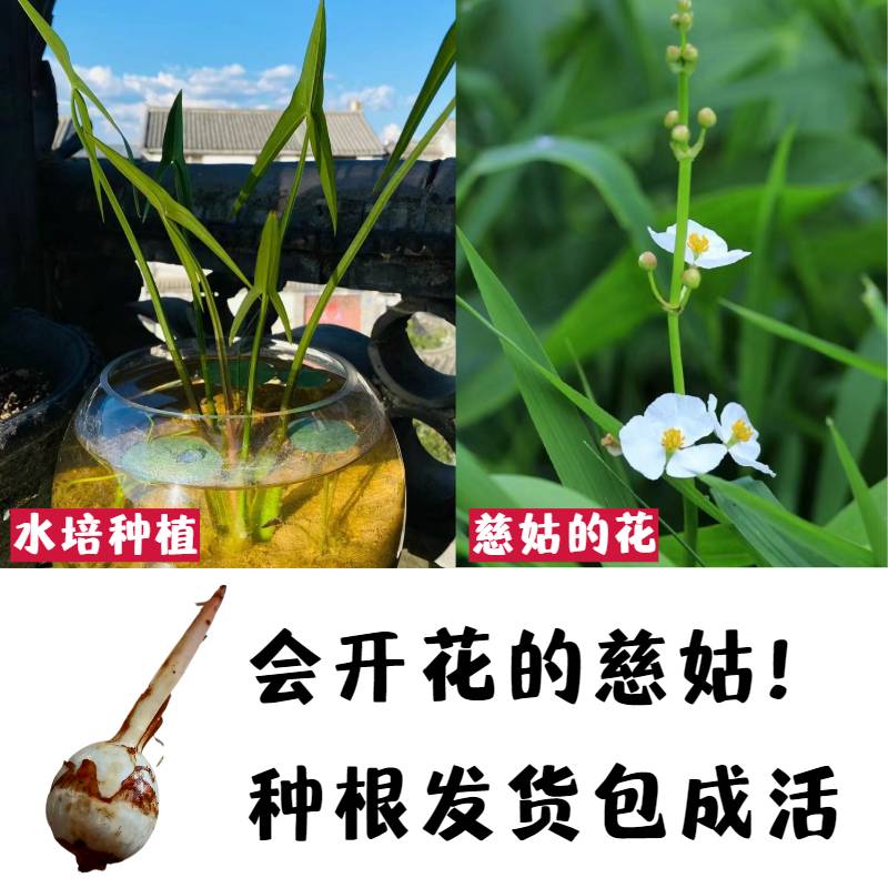 慈姑种球水生花卉水培盆栽室内绿植花卉吸甲醛开白花净水挺水植物 鲜花速递/花卉仿真/绿植园艺 水生植物 原图主图