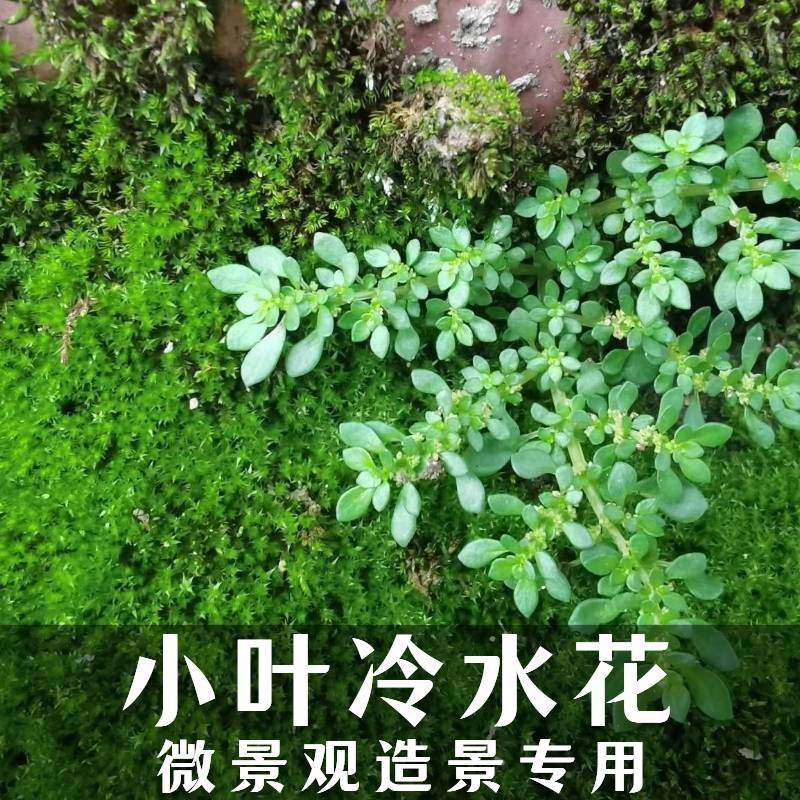 野生冷水花小叶透明草苗雨林缸造景植物假山庭院喜湿冷水麻礼花草,鲜花速递/花卉仿真/绿植园艺,绿植,淘宝优惠券,粉丝福利购,淘宝优惠卷