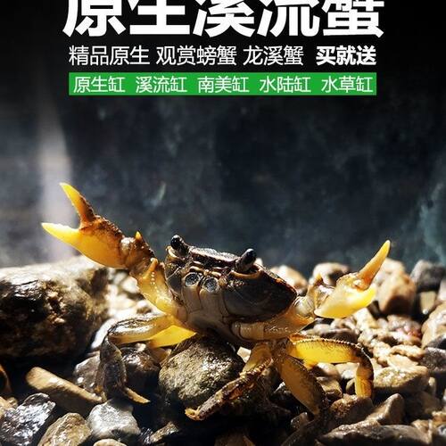 原生溪流蟹小螃蟹宠物相守蟹辣椒蟹越观赏山螃蟹鲜活观赏水生宠物