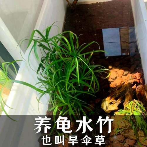 沼泽过滤植物养龟养鱼虾净化水质