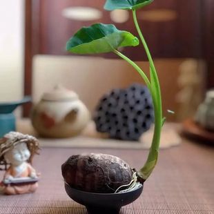 犀牛海芋水培植物天鹅绒竹芋盆栽室内好养阳台耐阴北欧风绿植过滤