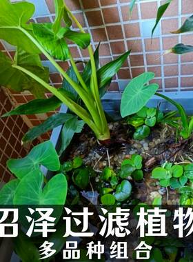 沼泽过滤养龟水草净化水质水菖蒲苗紫芋旱伞草美人蕉水竹挺水植物