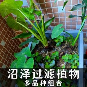 沼泽庭院养鱼虾龟净化水质