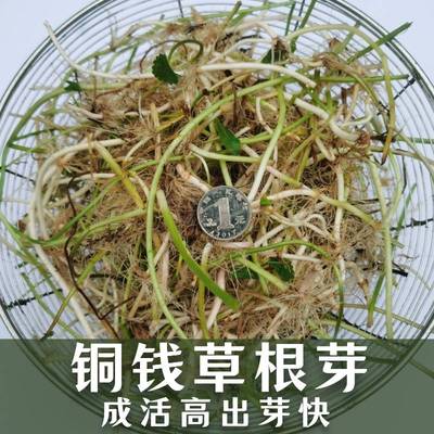 按斤买更划算铜钱草有效净化水质