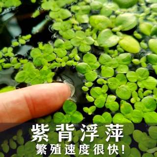 紫背浮萍芝麻萍改善水质养鱼龟鳖虾蟹水草天然鸡鸭饲料淡水小浮萍