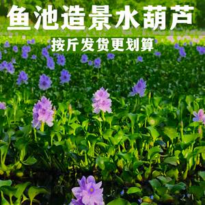 水葫芦耐寒多年生净水造景水草