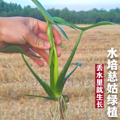 水培慈姑易养净水池塘绿植