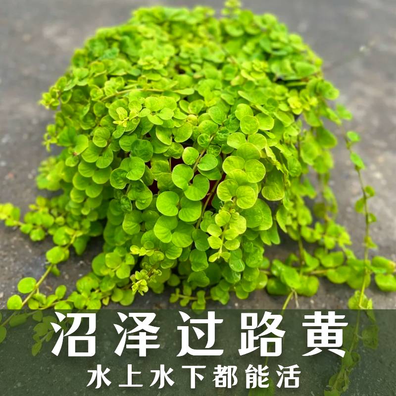 过路黄可水培可陆生造景耐寒耐阴