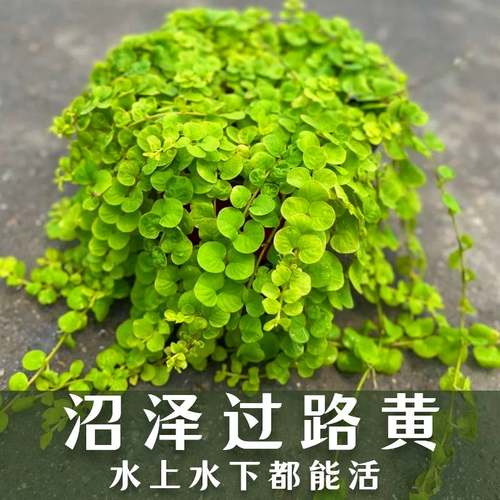 过路黄可水培可陆生造景耐寒耐阴