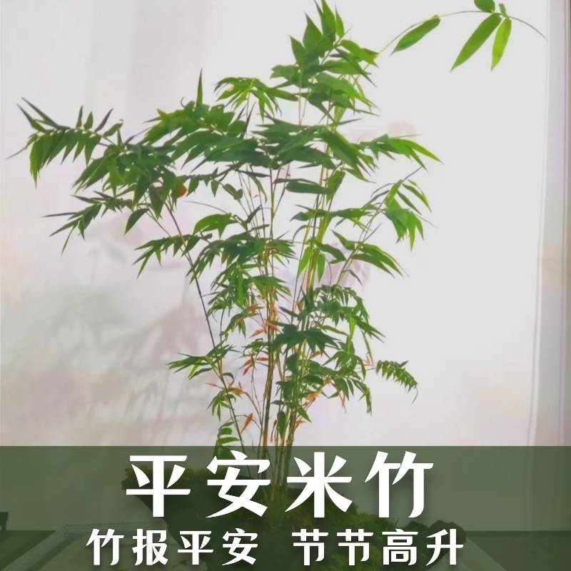 竹子根苗平安竹室内净化空气常青办公室桌面懒人植物水培四季米竹