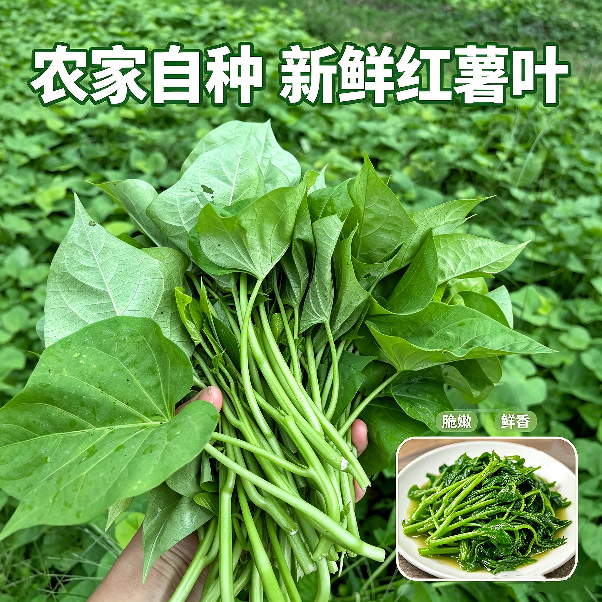 贵州农家新鲜红薯叶番茄尖苕藤尖新鲜蔬菜时令蔬菜