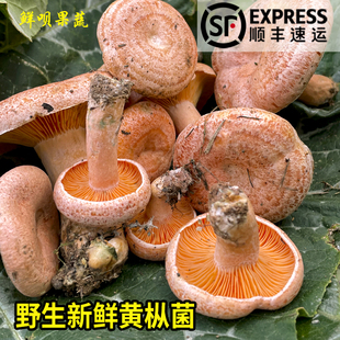 贵州野山菌新鲜谷熟乌黄枞菌松树菇九月香寒菌三九菇松乳菇紫花菌