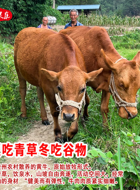 贵州农家土黄牛肉现杀生牛腿腱子肉牛里脊牛排骨牛肋条肉牛腩