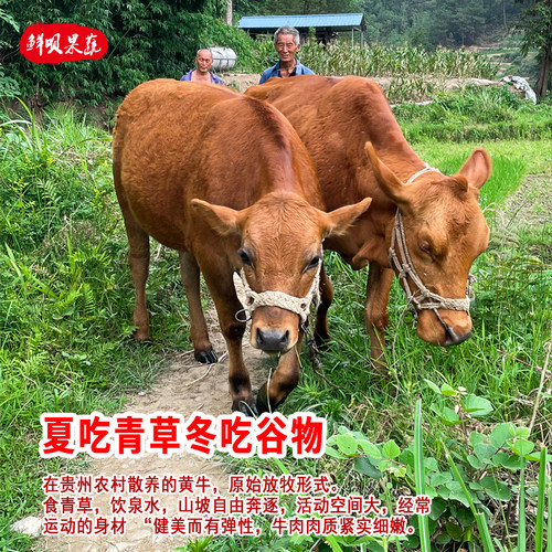 贵州农家土黄牛肉现杀生牛腿腱子肉牛里脊牛排骨牛肋条肉牛腩