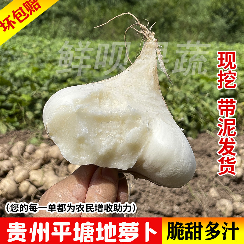 贵州农家地萝卜凉薯新鲜现挖