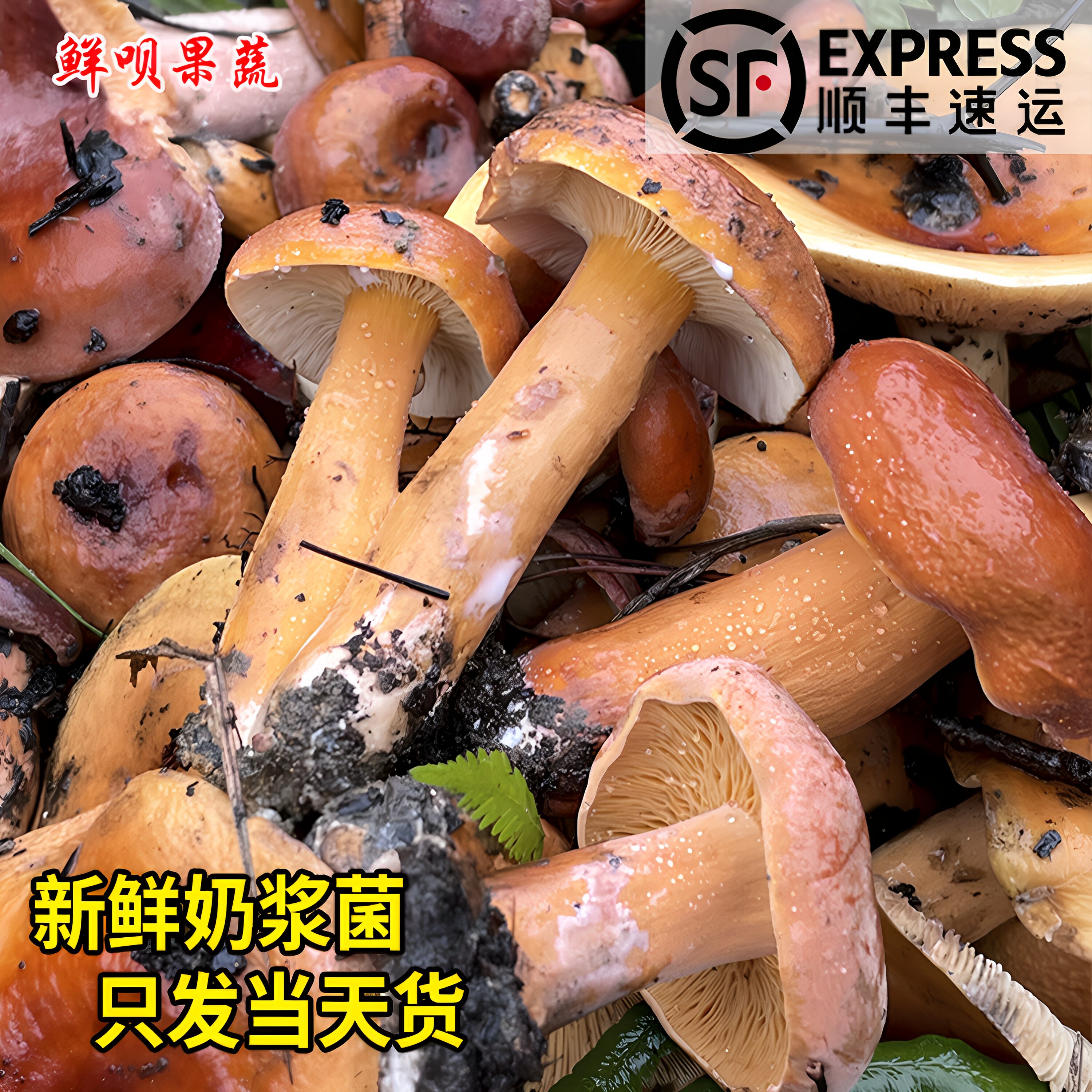贵州新鲜奶浆菌野生蘑菇三九菇松乳菇乌枞菌丛树菇菌三把菇