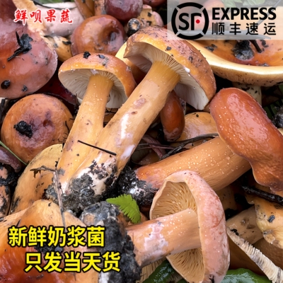 贵州新鲜奶浆菌高山野外自然生长