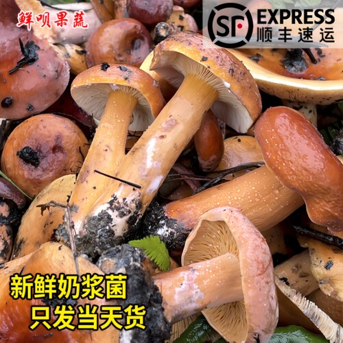 贵州新鲜奶浆菌高山夜晚自然生长