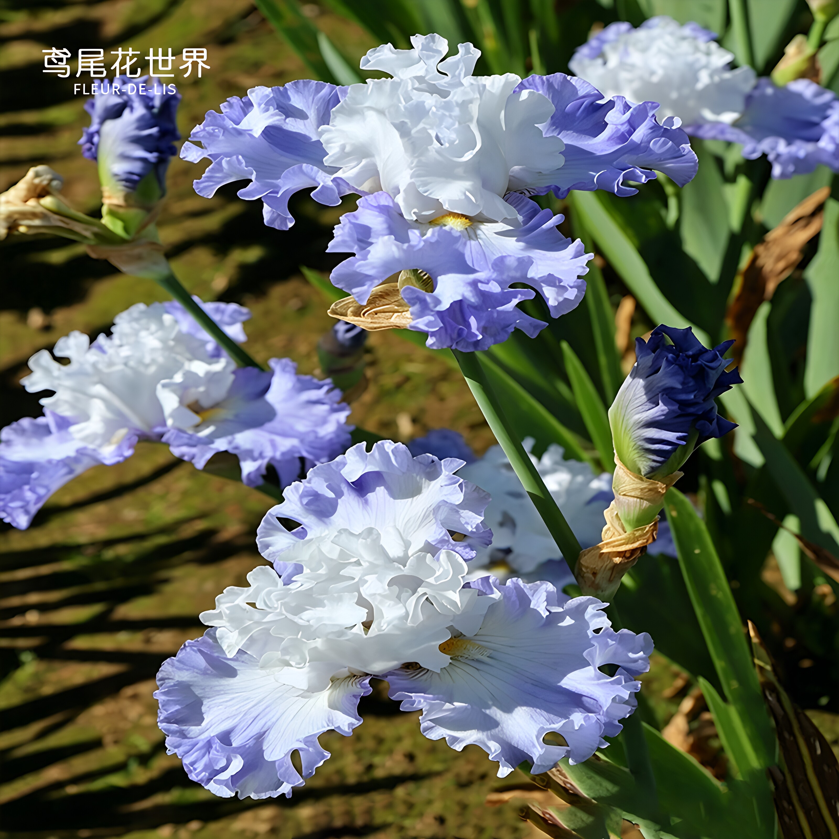 德国鸢尾种球块根花苗世界植物种子进口花园庭院耐寒旱盆栽大小苗