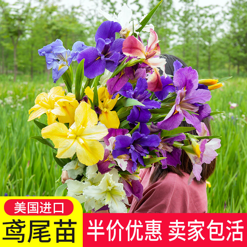 花坛植物价格 花坛植物图片 星期三