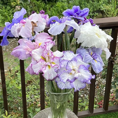 26年新品花菖蒲日本鸢尾名贵包活