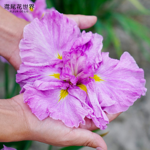 日本名贵花卉鸢尾大花菖蒲玉蝉花苗世界进口园庭院绿植地盆栽阳台