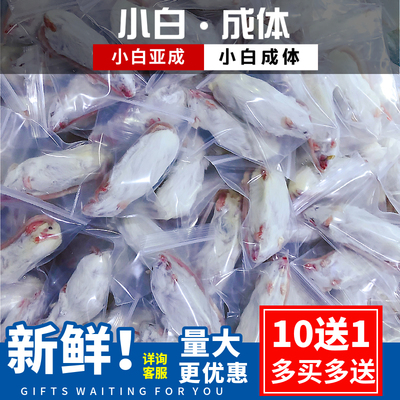 冷冻小白包邮独立散装亚成爬虫