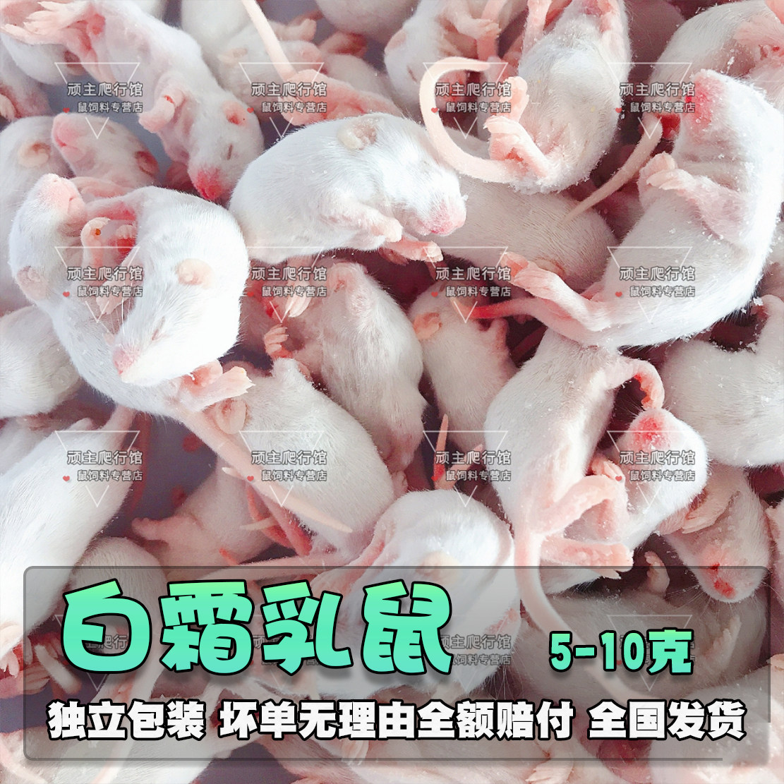 冷冻白霜乳鼠食物宠物包邮饲料10只装|msdalam kategori haiwan peliharaan/makanan haiwan dan bekalan, Reptilia/Serangga dan bekalan Ming, Reptilia/Serangga makanan Ming - dari Buy2taobao.com untuk memberikan perkhidmatan ejen Taobao profesional membeli