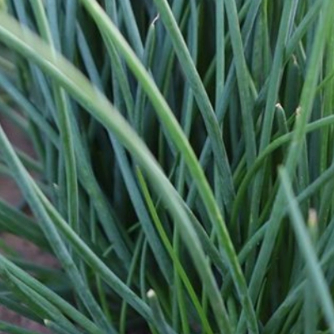 甘肃特产民勤沙葱淹沙葱腌制西北特色四季饭菜新鲜咸菜罐装香脆