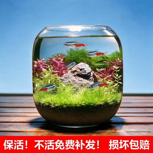 生态鱼缸免打理初中生物科学作业