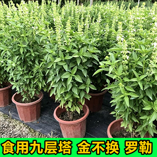 九层塔盆栽新鲜可食用潮汕金不换钟苗泰国罗勒叶子香料三杯鸡调味