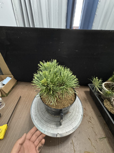 41号大盆培养的一棵葵五针松，横纲八房系贵品五针松葵五叶松，