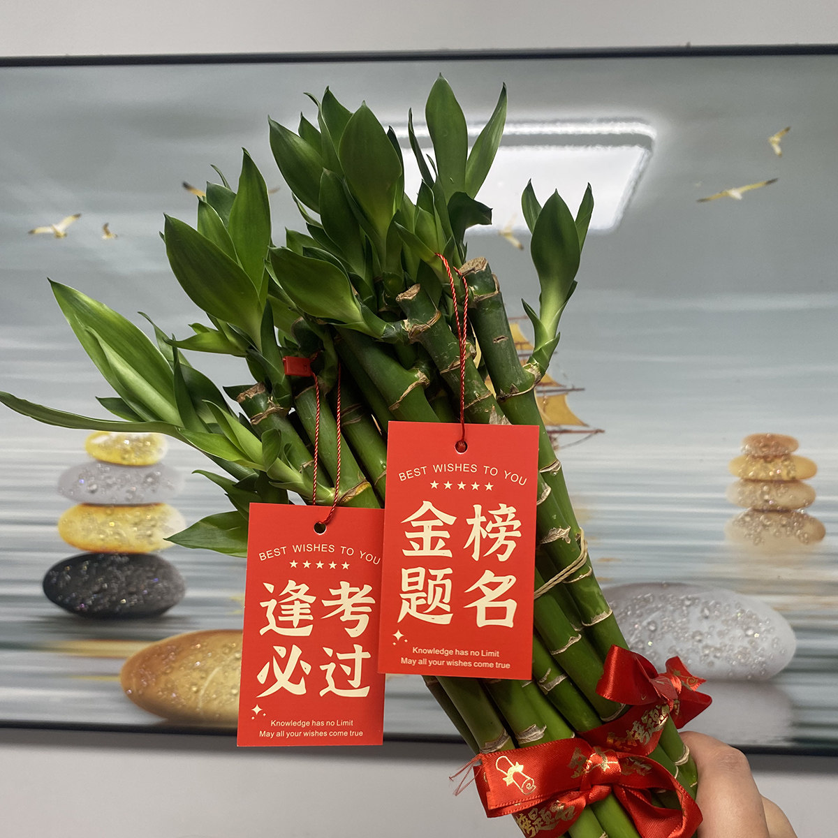 精选长芽带根伴手礼【送学子】