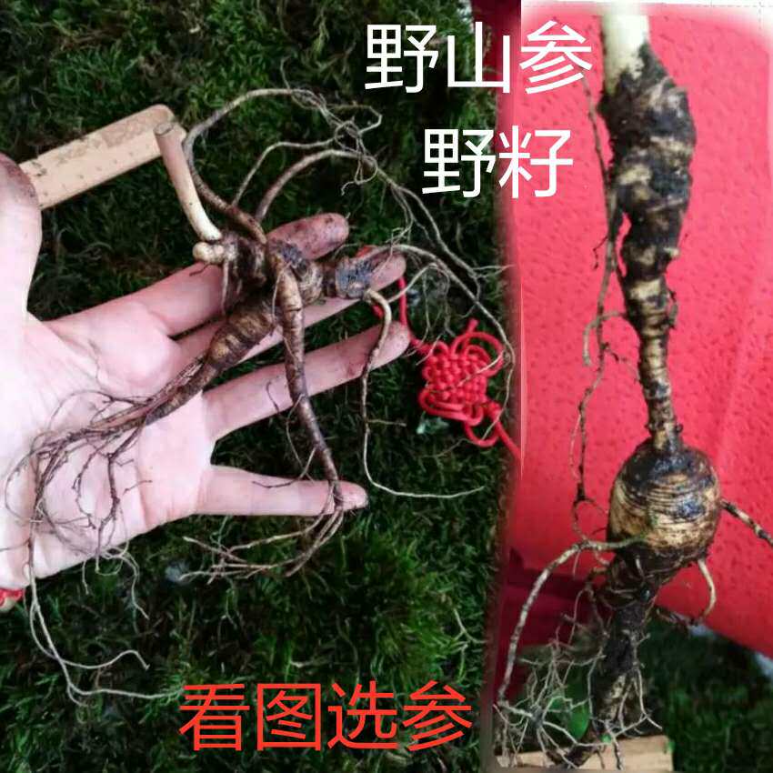 鲜人参林下纯野播籽参20年野山参