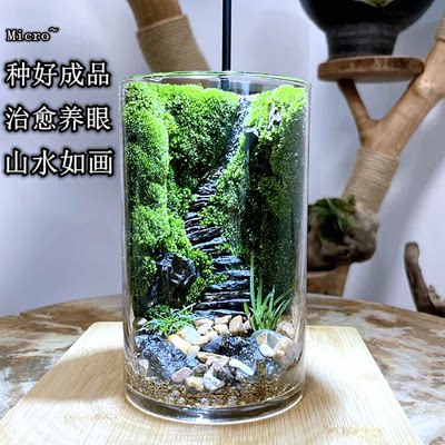 步步高升生态瓶苔藓创意微景观学生作业DIY手工造景绿植物办公室