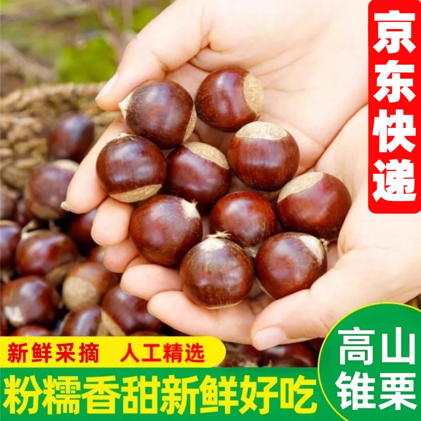 2026年产自福建建瓯农家现摘毛栗子高山锥栗油栗圆栗尖板栗生新鲜