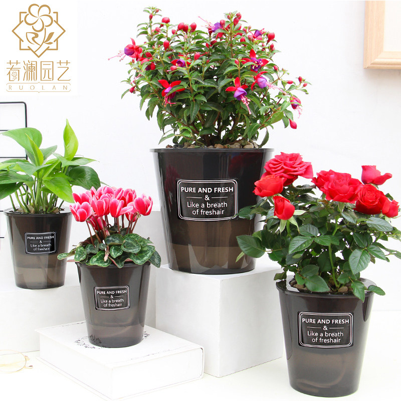 加厚绿萝花盆ins北欧半透明塑料