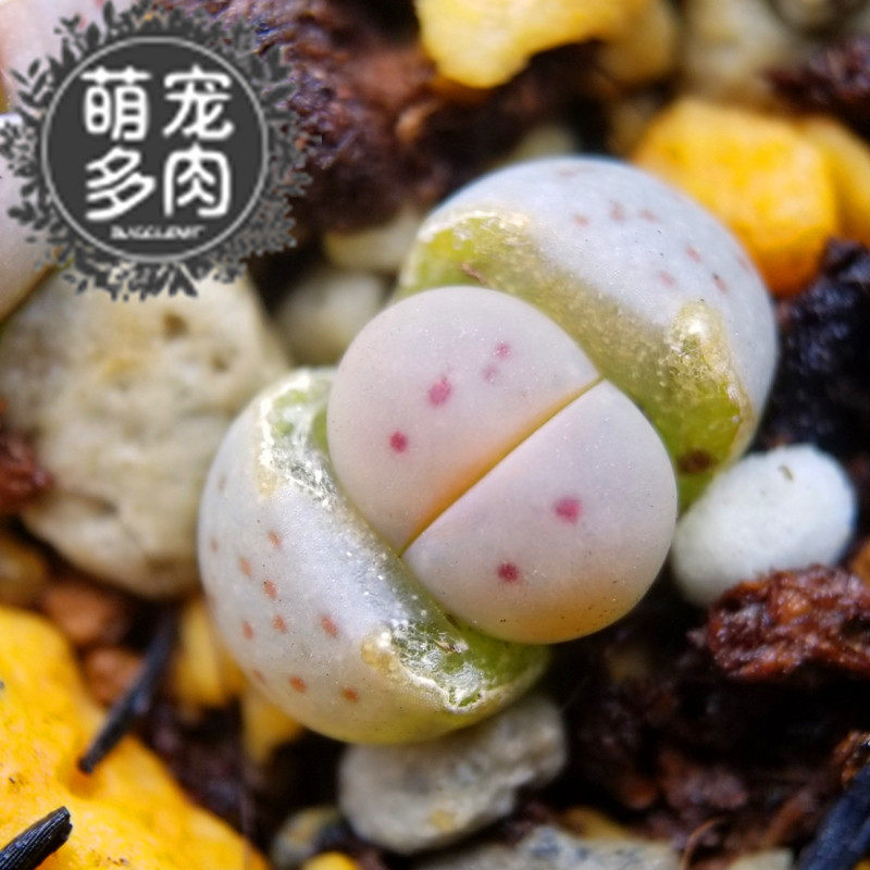 惜春玉生石花 两点神笛玉系小清新石生花 母本阳台植物 萌宠多肉