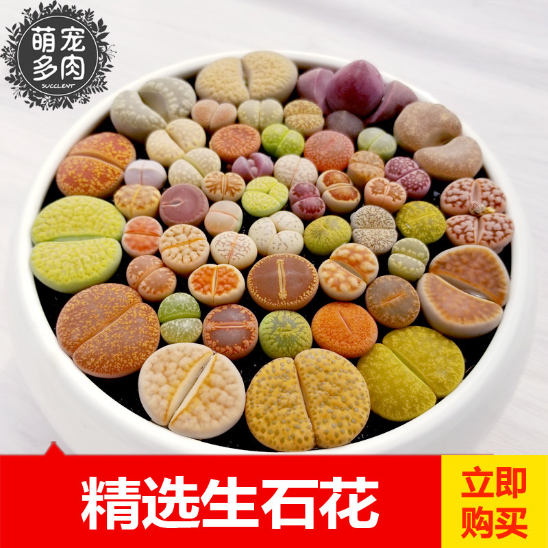 【店长推荐】生石花/屁股花/石头花/多规格单品种编号石生花 多肉