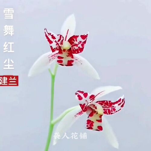 兰花苗建兰铭品雪舞红尘精品蕊蝶浓香型室内客厅阳台兰花绿植盆栽
