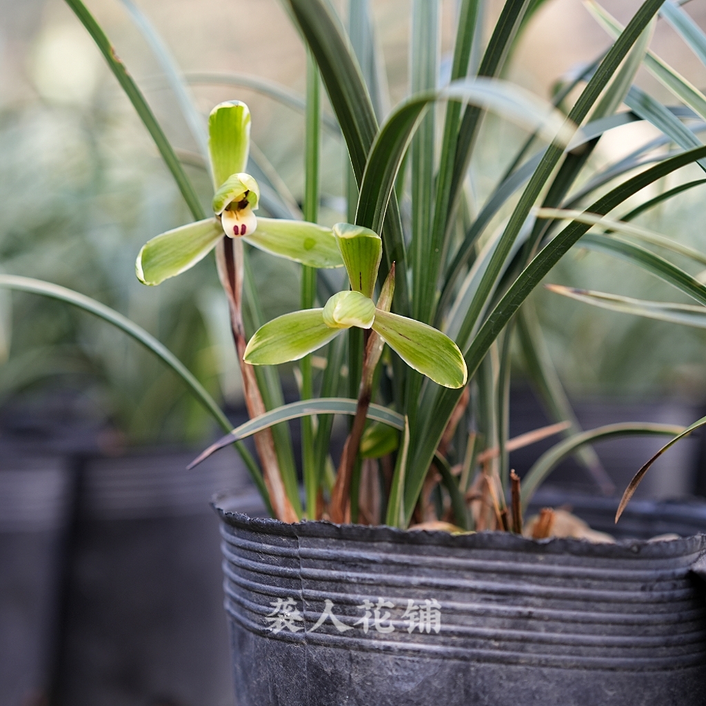 中华一品梅春兰梅瓣金边艺草带花苞出售室内客厅好养易活兰花苗