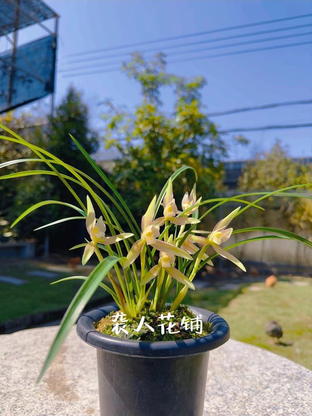 兰花苗盆栽春兰春雨彩虹带花苞发货浓香型名贵兰花室内好养绿植