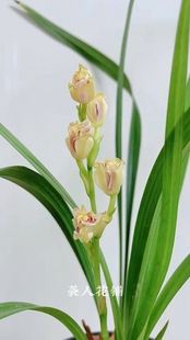 兰花苗建兰彩云追月带花苞四季兰水仙瓣铭品勤花勤芽室内好养绿植