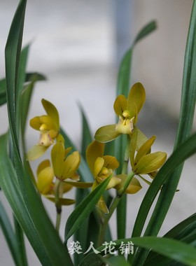 兰花苗朱金荷春剑带花苞清香型室内客厅桌面好养绿植精品兰花盆栽