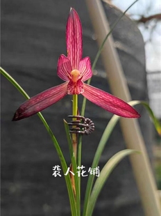 兰花苗娄山红带花苞发货浓香型春兰名贵兰花室内好养绿植盆栽花卉