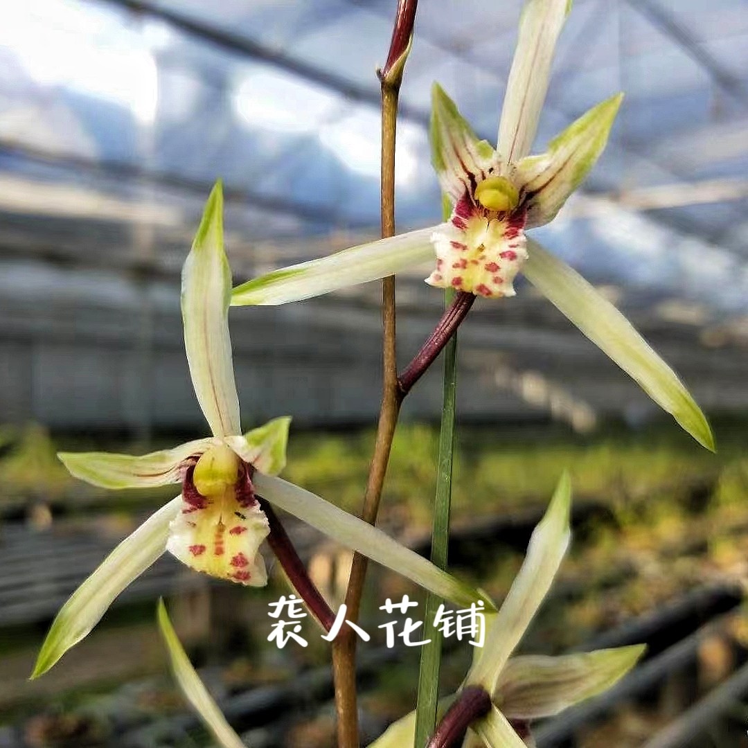 兰花苗盆栽杨贵妃寒兰带花苞发货浓香型名贵兰花好养室内花卉盆栽