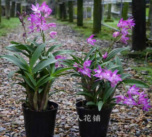 澳洲香水石斛兰盆栽带多花苞水培迷你植物办公桌桌面趣味室内好养