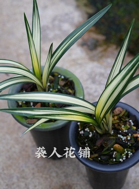 兰花苗福隆南阳之松红凤带花苞发货盆栽墨兰中透线艺室内好养绿植
