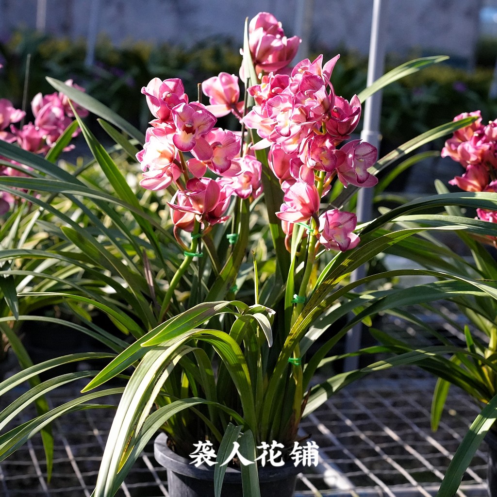 兰花苗红三星碟大花蕙兰中国龙年宵花冬季兰花室内绿植盆栽花卉